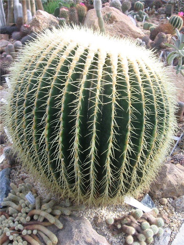 Echinocactus grusonii 